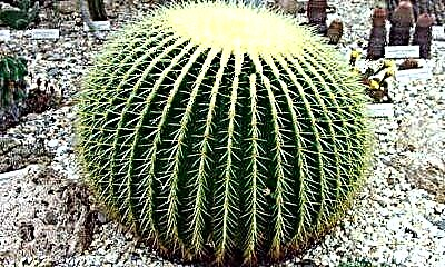 Atgynhyrchu cacti: sut i blannu blodyn gyda 