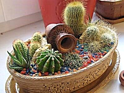 Njia ipi ya kuchagua na jinsi ya kupanda cactus bila mizizi?