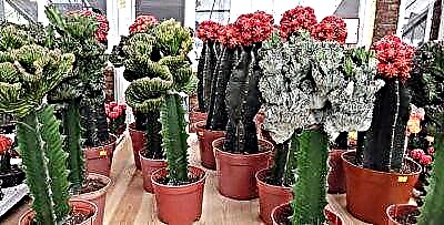 Makhalidwe ndi ukadaulo wokumezera cactus kuti uberekenso. Kusamalira kumatsatira ndondomekoyi