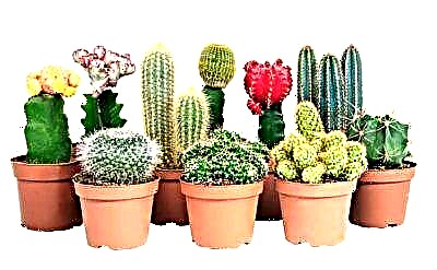 Vrste kaktusa, koristi i štete pri uzgoju u stanu. Mogu li i zašto ih držati kod kuće?