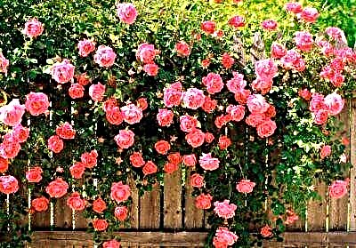 Անպաշտպան գեղեցկուհիներ ՝ վարդեր առանց փշերի: Սորտերի նկարագրությունը լուսանկարներով