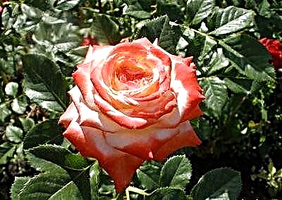 A verdadeira raíña das flores é a rosa da emperatriz Farah. Descrición e foto da planta, consellos para a reprodución e o coidado