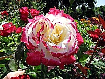 Foto lan deskripsi macem-macem mawar Double Delight. Tips praktis kanggo tuwuh lan ngrawat kembang