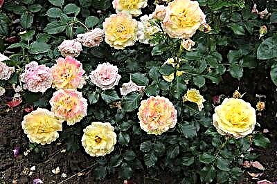 Karakteristike uzgoja ruža Cordes. Opisi i fotografije sorti