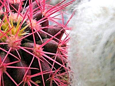 Cacti bándearg coimhthíocha: grianghraf, cúram agus atáirgeadh