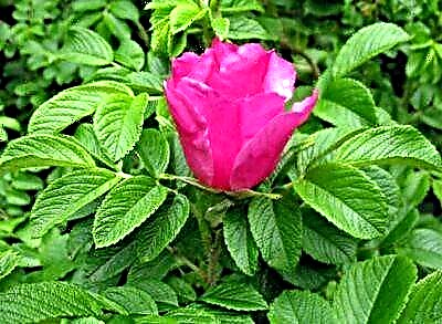 Ругоса, или збрчкана роза - слика, опис на сорти, нијанси на одгледување