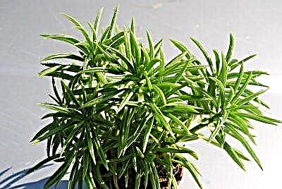 Gbogbo awọn ti o nifẹ julọ nipa ọgbin succulent peperomia ferreira