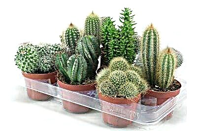 Upute za stvaranje mini staklenika kod kuće. Kako uzgajati i brinuti se za mješavinu kaktusa?