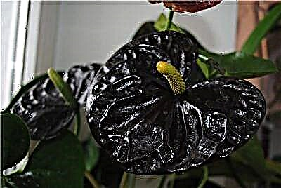 Ekstravagant tropikal Anthurium Black: përshkrimi dhe fotoja e varieteteve, kujdesi dhe riprodhimi