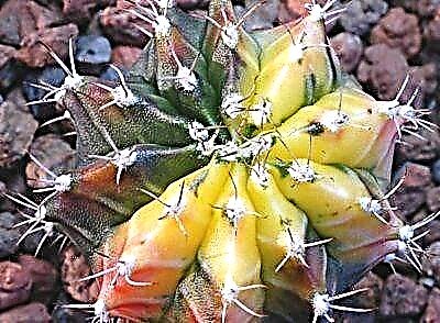 Como comprender por que un cactus se pon amarelo e é perigoso?