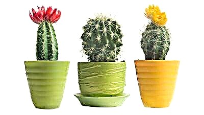 Карактеристики на тенџере со кактус. Совети за избор во продавница и правење свои раце
