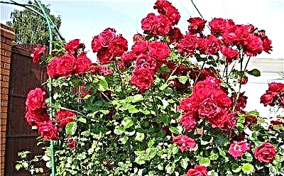نماینده گونه کوهنوردی گل رز سانتانا است. اطلاعات کامل در مورد گل زیبا