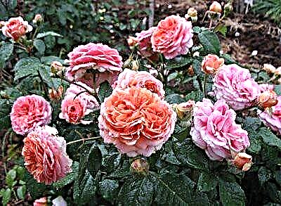 Скромен роза Chippendale - целосни информации за цветот од А до Ш
