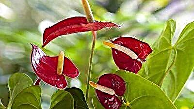 Anthurium album cur floribus pallidis parvum ignotus. Features cura de plant