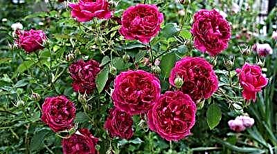 Taman mawar dingaranan penyair - William Shakespeare. Poto, pedaran, nuansa budidaya sareng baranahan