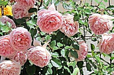 معرفی زیبایی برازنده گل سرخ آبراهام دربی - همه چیز ، از توصیف گرفته تا عکس یک گل