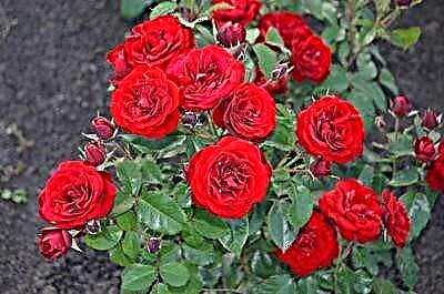 Mawar Floribunda sing mewah: jinis lan jinis sing paling apik, jenenge, deskripsi lan foto