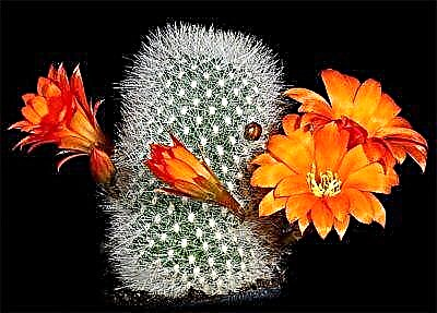 Muujiza unaokua kwenye windowsill yako - ailoster cactus. Maelezo, aina na aina, utunzaji wa nyumbani na nje