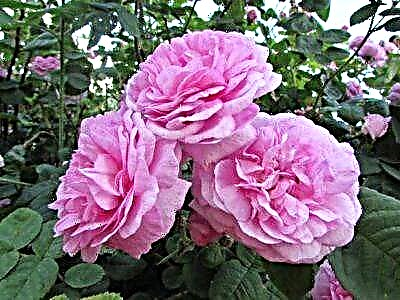 Indlovukazi yezimbali i-rose rose. Incazelo nezithombe zezinhlobonhlobo, ama-nuances wokukhula ekhaya