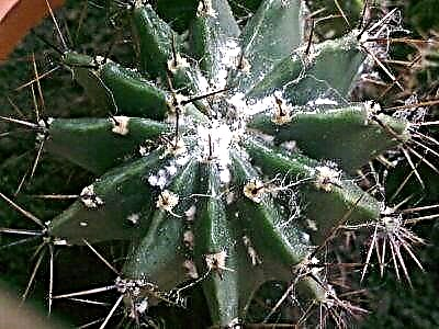 Yadda ake adana cactus daga mealybug kuma a kawar da tsirewar farin fure?