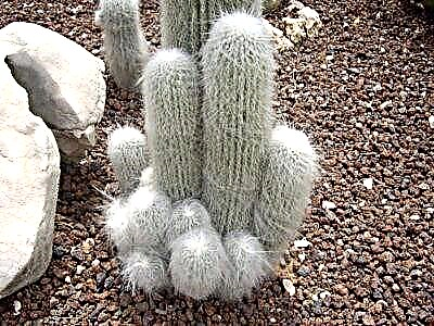 Tüklü kaktusların fotoları və adları. Tüylü ətli ətlərin yetişdirilməsi və saxlanması xüsusiyyətləri