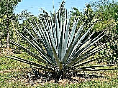 Agave ug Opuntia - matam-is ug cactus alang sa tequila ug uban pang maisug nga ilimnon