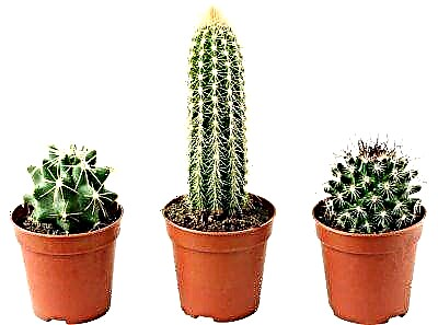 Kodi cactus amasintha bwanji kumalo ake ndipo chomera chimadana ndi chiyani?