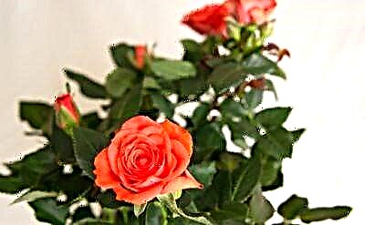 Ի՞նչ է Cordana Mix վարդը և ինչպե՞ս խնամել այն գնումից և ծաղկման ժամանակ: Վերարտադրության և ծաղիկների հիվանդություններ