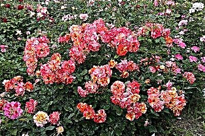Awọn ẹwa ti ọpọlọpọ-ododo - awọn Roses polyanthus. Awọn fọto, awọn itọnisọna fun dagba lati awọn irugbin, awọn imọran fun itọju