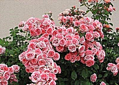 Ֆլորիբունդա վարդերի խնամքի և մշակման հիմնական կանոնները