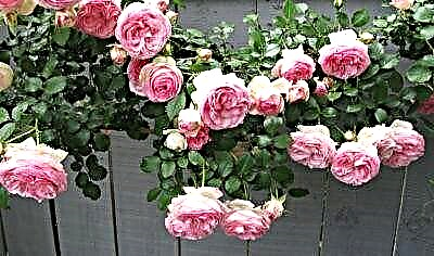 Vrtna ljepotica za sva vremena - ruža Pierre de Ronsard! Kako razmnožavati i njegovati cvijet?