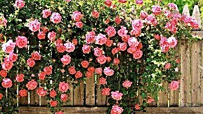 Vis plantare ascensus rosa? Read in articulum de varietatibus, in flore prolis, cura et morbo plant