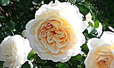 Deliciosa rosa Crocus Rose - descrición e foto, características de coidado e cultivo