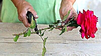 Kepiye cara nyebarake mawar sing dituku? Apa kembang anyar bisa thukul saka stok?