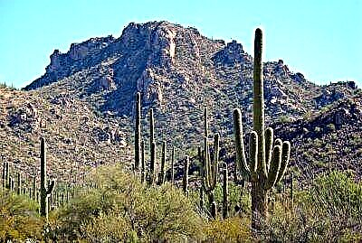 XII genera cacti, quae crescere in desertum. Et photos of plantis Description