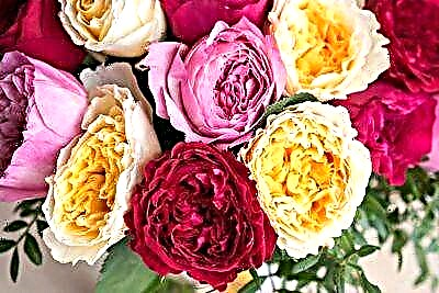 Немири на бои и арома: англиски рози, сè за нив