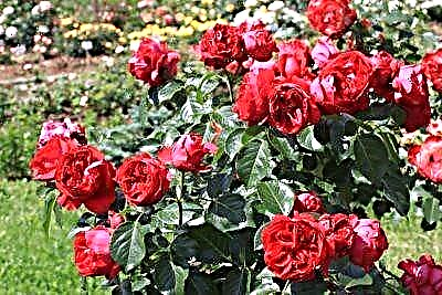 Et ornamentum horto principalis est rosa scandere Don Juan: photo et description cultumque