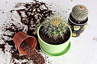 Milih pupuk sing tepat kanggo kaktus: komposisi vitamin lan instruksi sing digunakake