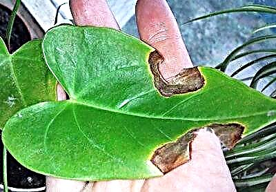 انتھوریم کے پتے پر داغ لگنے کی ممکنہ وجوہات اور ان سے چھٹکارا حاصل کرنے کے طریقے