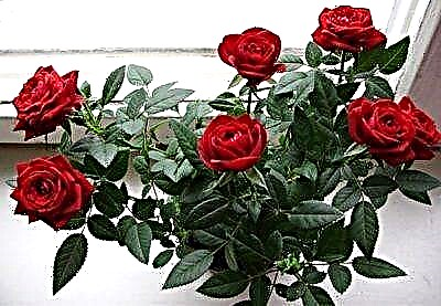 Кордананын роза гүлү жөнүндө: анын көрүнүшү, сүрөт түрлөрү, кам көрүүнүн өзгөчөлүктөрү