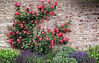 Ամեն ինչ, որ դուք պետք է իմանաք պաշտելի մանրանկարիչ Դիկ Դիկի վարդերի մասին: Աճման և խնամքի առանձնահատկությունները