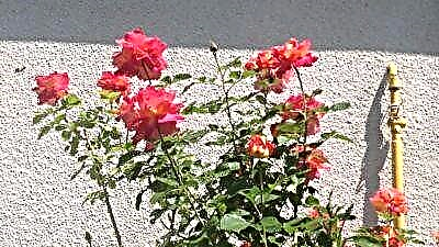 Бакчанын жасалгасы - роза гүлү Harlequin Myam Decor. Сулуулукту өстүрүү боюнча сүрөттөө, сүрөттөр жана кеңештер