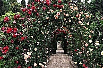 بالا رفتن از پالت رنگ گل رز - از سفید تا سیاه. توصیف انواع سایه های مختلف
