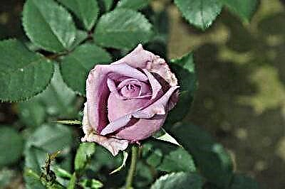 Neobična penjačka ruža lila Indigoletta: opis sa fotografijom, sadnja, cvjetanje, razmnožavanje i njega
