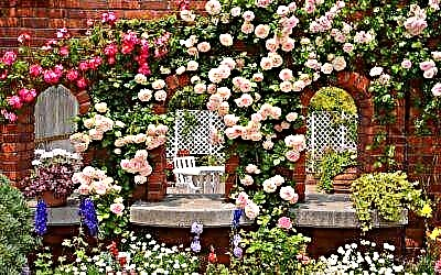 Penjačke ruže stalnog cvjetanja: njihove sorte, mogući problemi uzgoja i njege