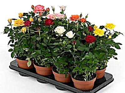 Najbolje gnojivo za domaće ruže zimi, ljeto, jesen i proljeće