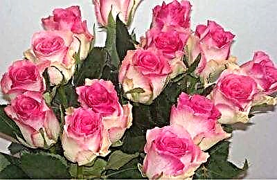 Адаттан тыш Малибу роза гүлдөрү: сүрөттөмө, сүрөттөр жана өстүрүү боюнча практикалык сунуштар