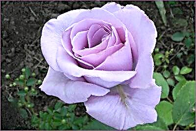 Beleza delicada: rosa do Nilo Azul