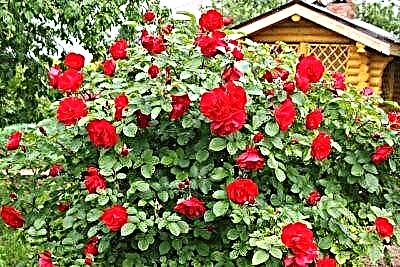 Kaendahan sing asri ing kebon: deskripsi lan macem-macem kembang mawar taman, budidaya lan perawatan