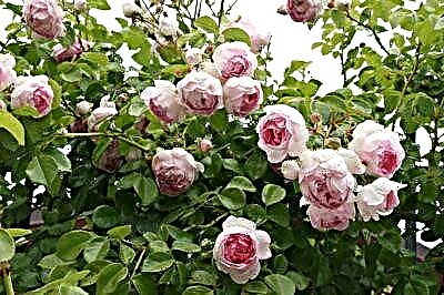 Notis R succedentibus rosa lectus. Practical pulchritudinis tips pro growing per Terry